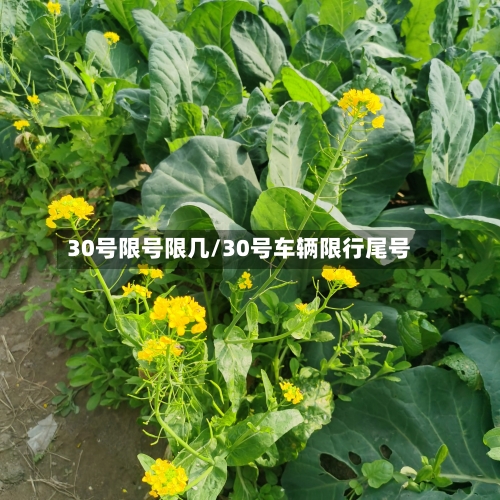 30号限号限几/30号车辆限行尾号-第2张图片